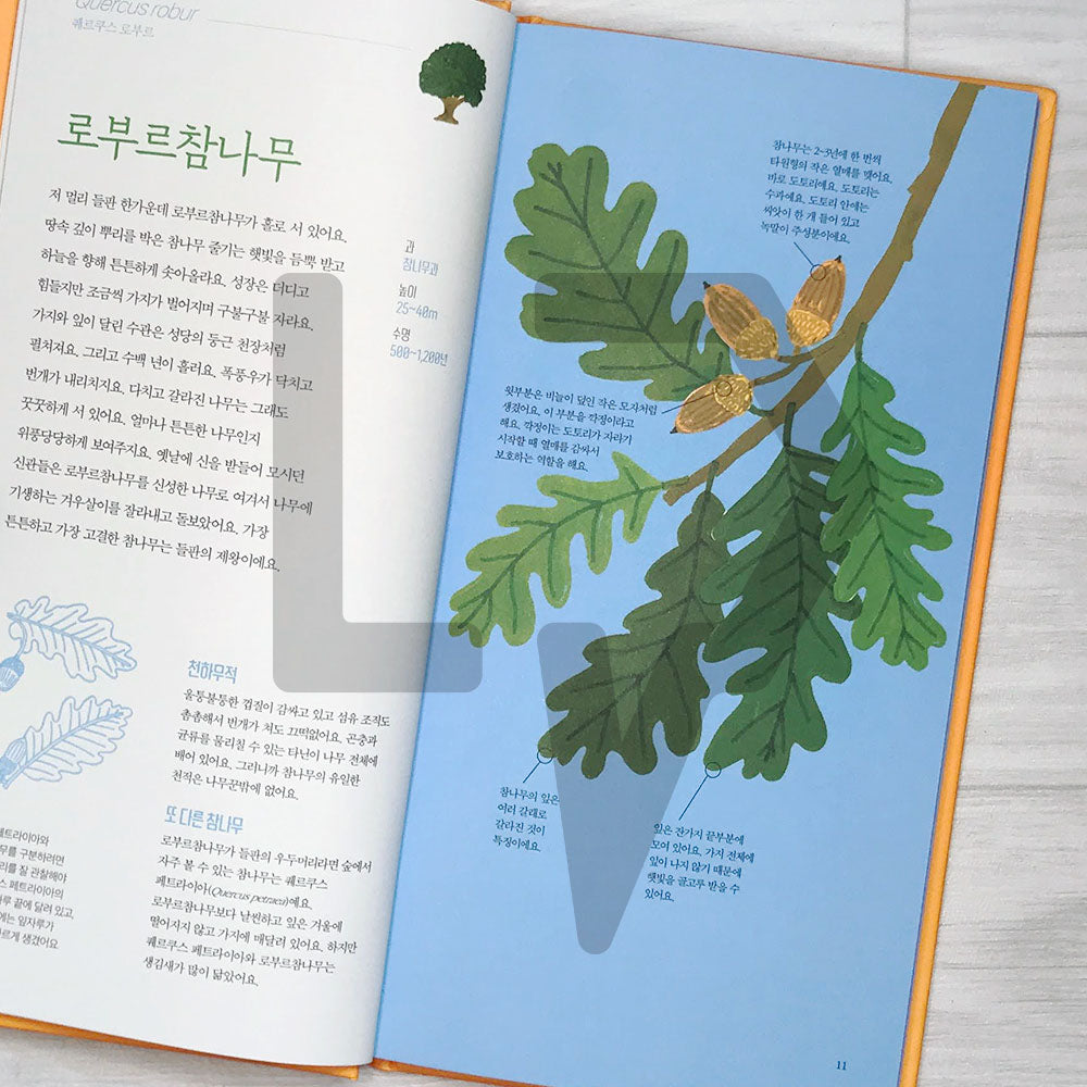 The Place of Trees (Arbres d'ici et d'ailleurs) 나무의 자리